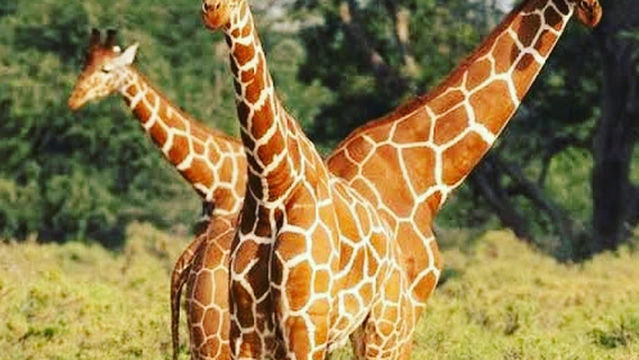 Zucchero safari kenya