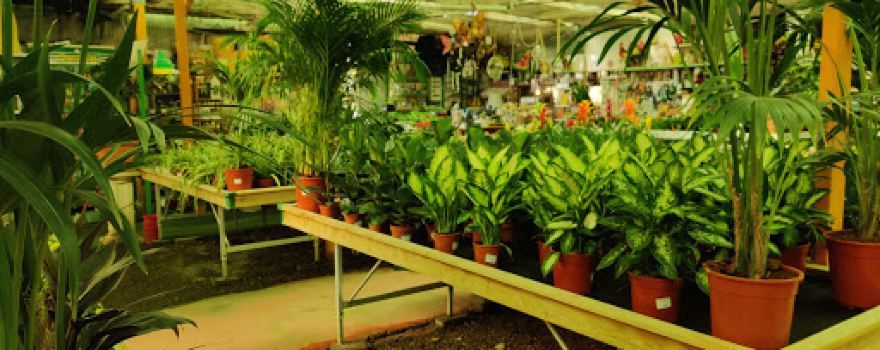 Vivero Rohig