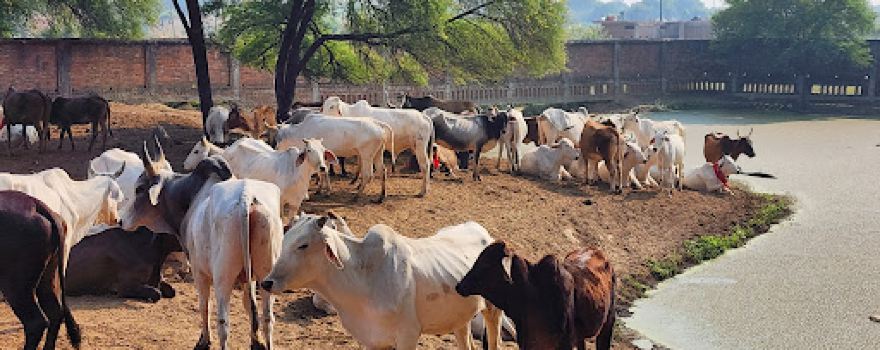Swami vitaraganand kutiya ramana gau seva ashram trust 167/21 Ramana Tikari Varanasi Kashi U P Bharat 221011