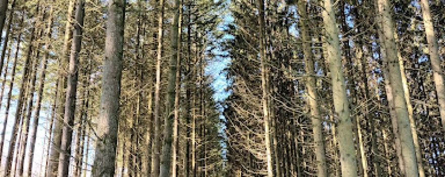 La réserve naturelle d’Orti - Le Parc naturel des deux Ourthes