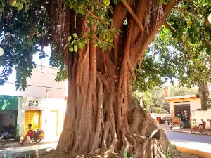 Praça da Gameleira