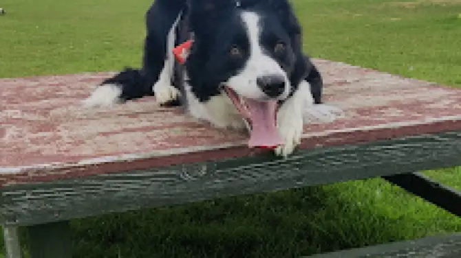 Feath - Dog Park and Agility