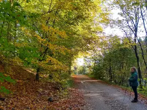 Søheden Skov - Lunken