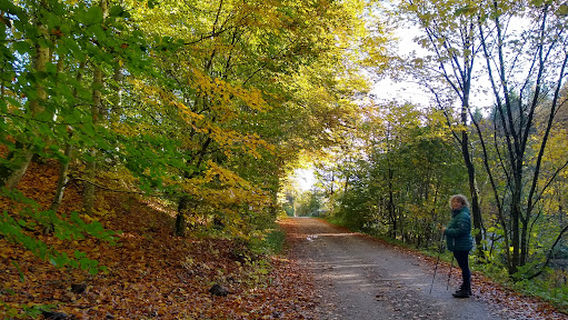 Søheden Skov - Lunken