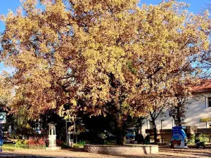 Karatekin Parkı