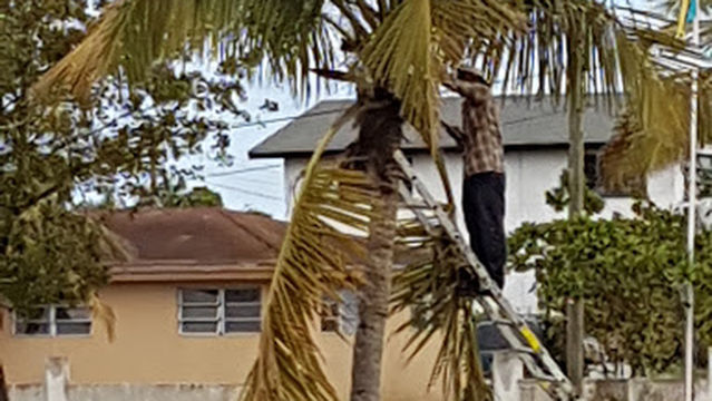 Pinewood Gardens Avacado Street