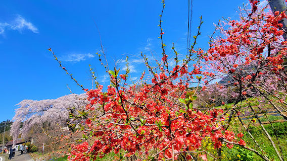 The Haradas' Cherry Blossoms