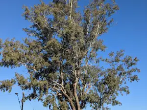 The Leichhardt Tree