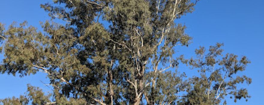 The Leichhardt Tree
