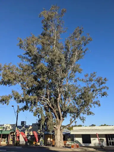 The Leichhardt Tree