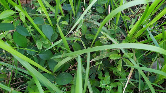 Gelora Remaja Soccer Field