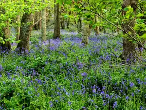 Burleigh Wood Nature Reserve