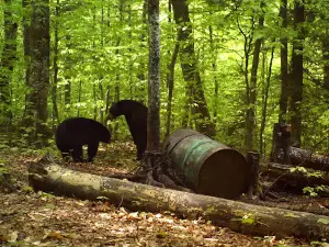 Glenwood Outfitters
