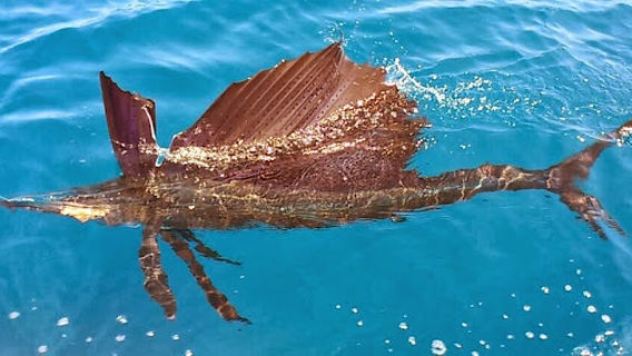 Omar's Sportfishing & tours