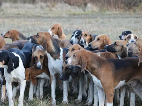 Domaine Saint Giraud