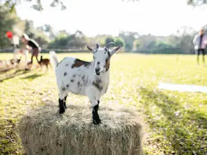 ROSE Therapeutic Farm & Goat Yoga