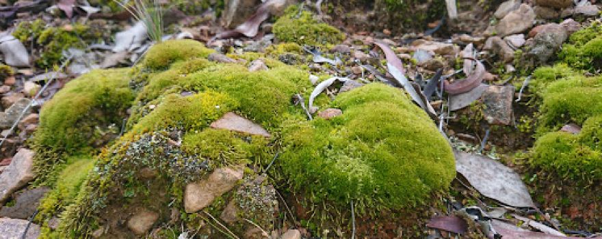 Jerrabomberra Mountain Reserve