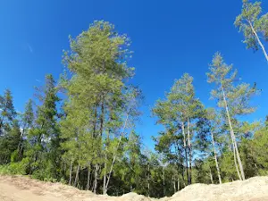 To' Pinus Salu Kodo