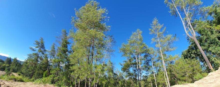 To' Pinus Salu Kodo