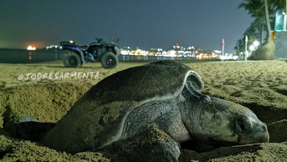Tortugario Manzanillo