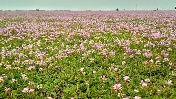 kang shan liao hua hai