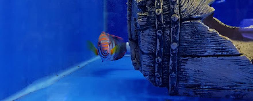 ultimate aquarium