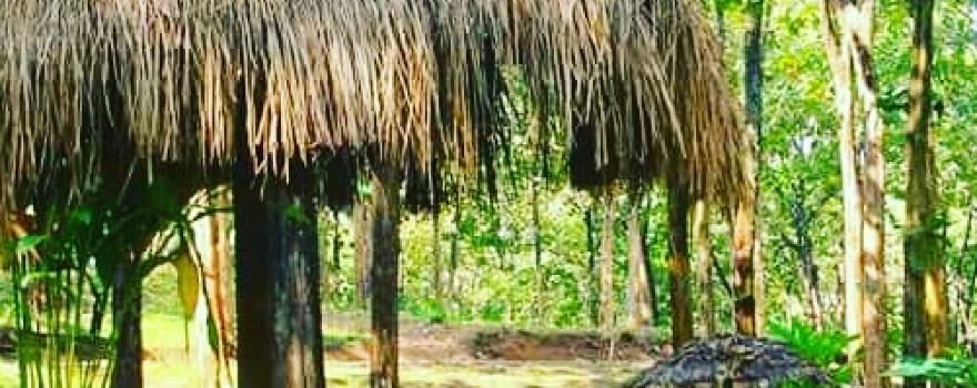 Jati Park - Rimba Mulya
