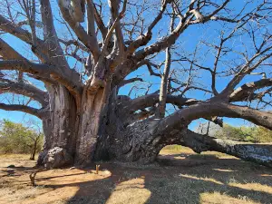 Sagole Baobab