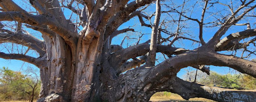Sagole Baobab