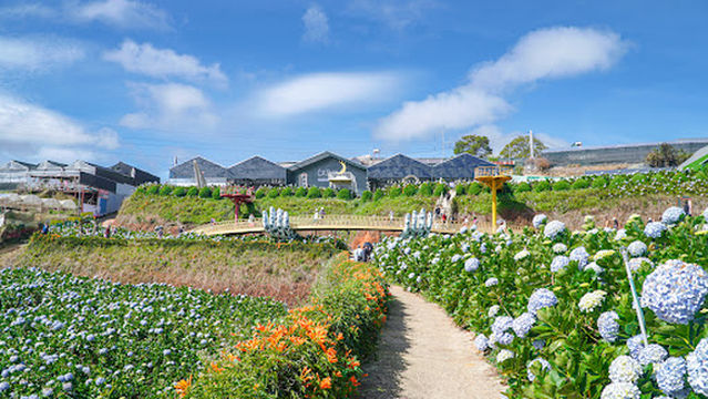 Cánh đồng Hoa Cẩm Tú Cầu