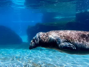 Lincoln Park Zoo