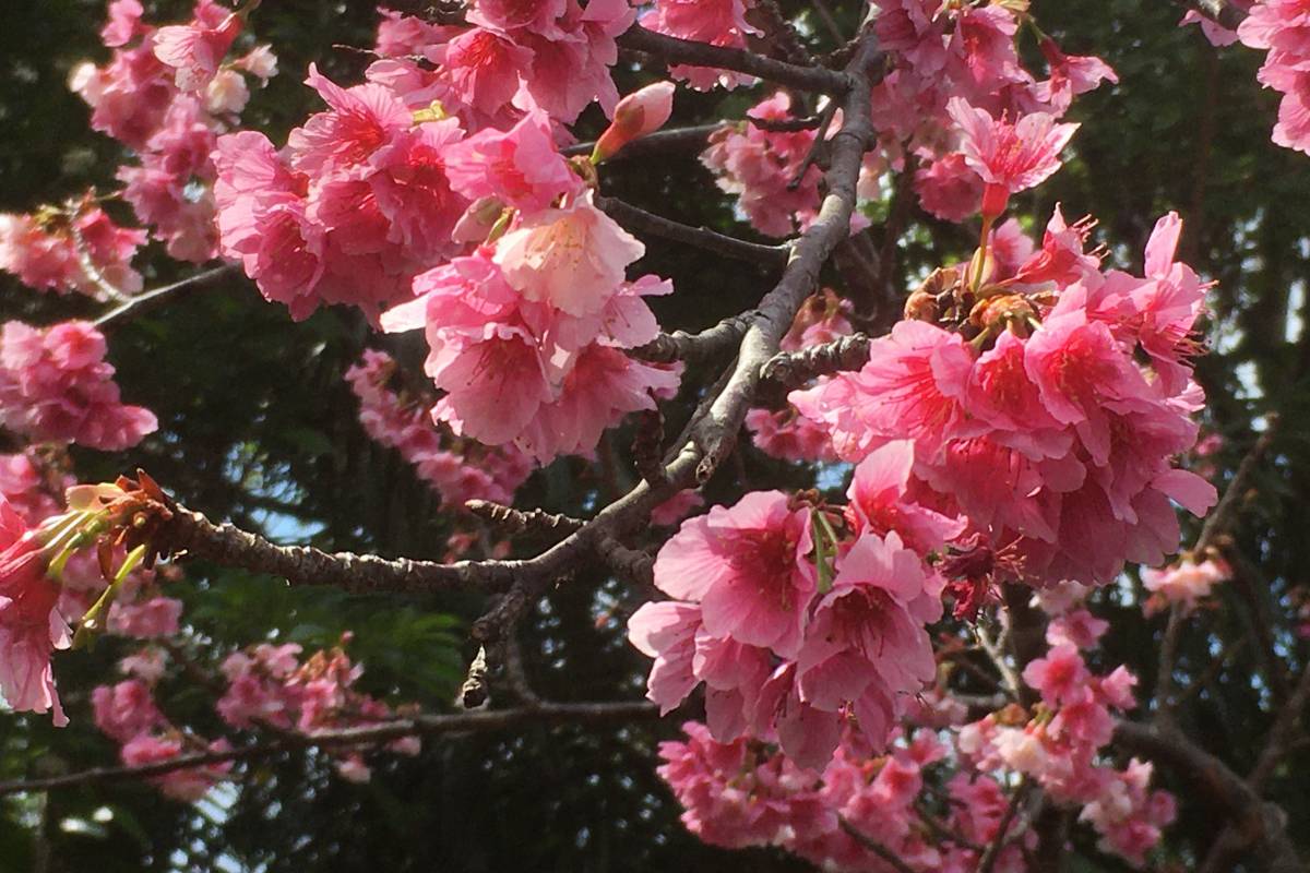 見花原觀景台
