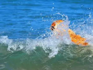 Dog Beach