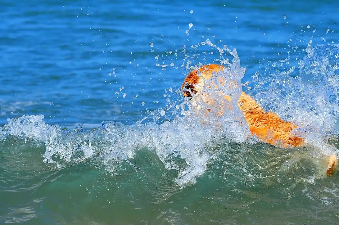 Hotels near Dog Beach