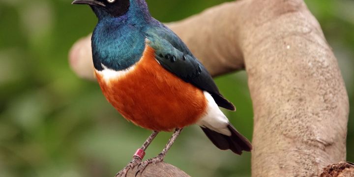 National Aviary