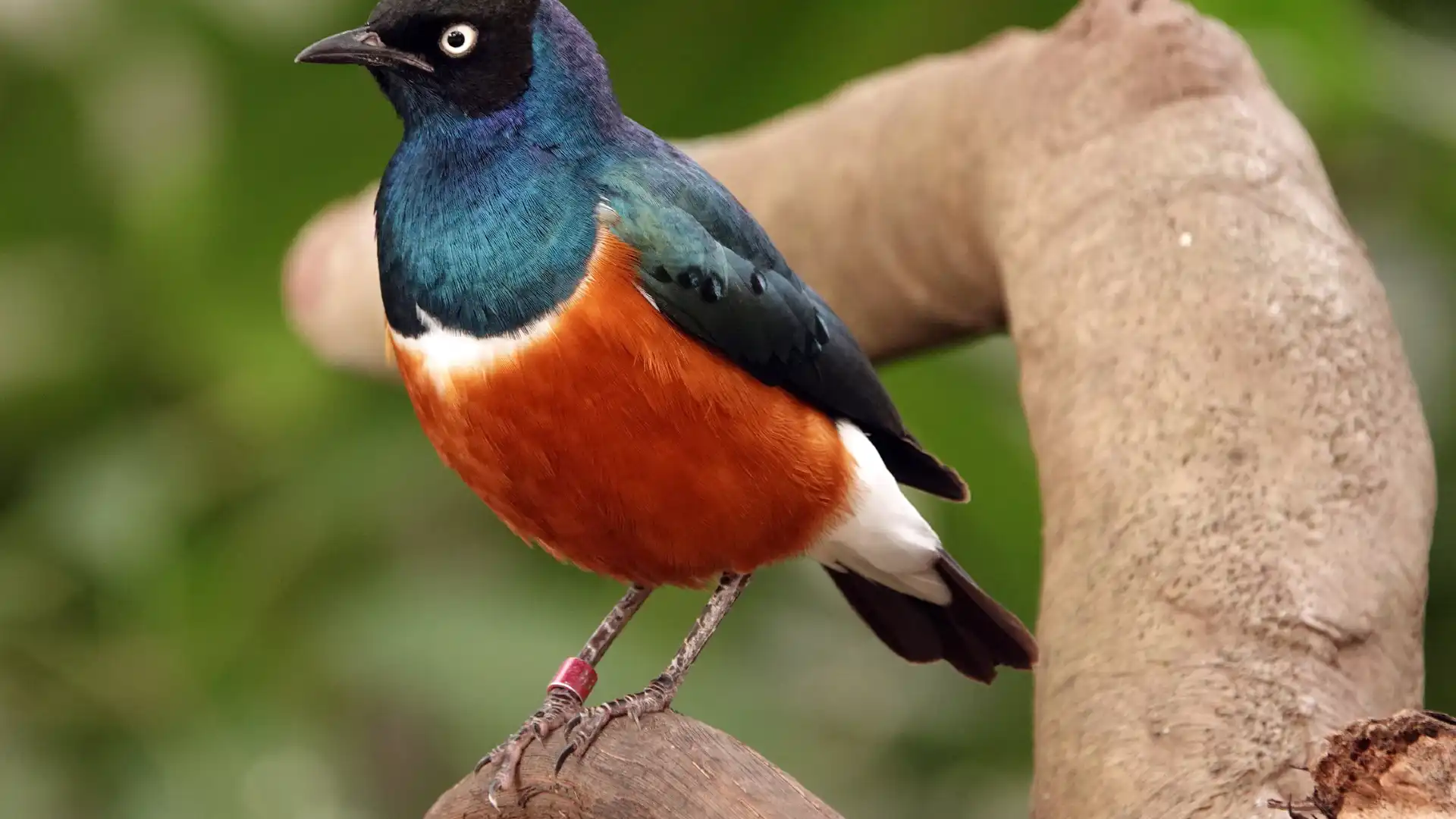 Hotels near National Aviary