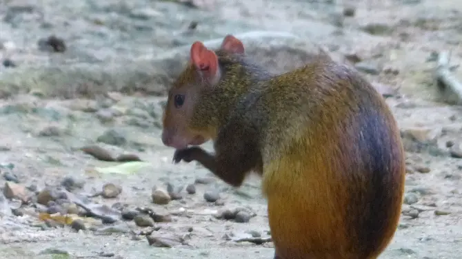 5_Parque Zoobotanico Arruda Camara