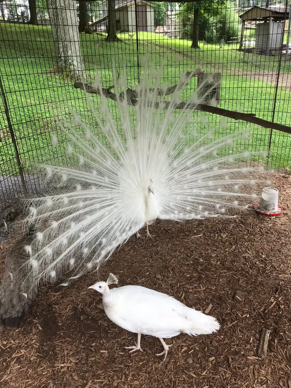 2_Hovatter’s Wildlife Zoo