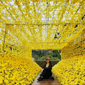 金馬倫高原花卉公園