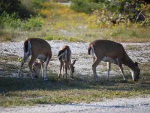 National Key Deer Refuge Nature Center