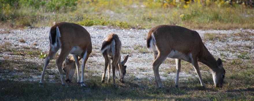 National Key Deer Refuge Nature Center