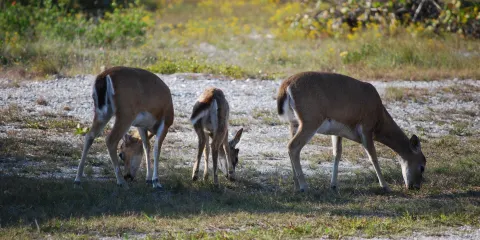 National Key Deer Refuge Nature Center