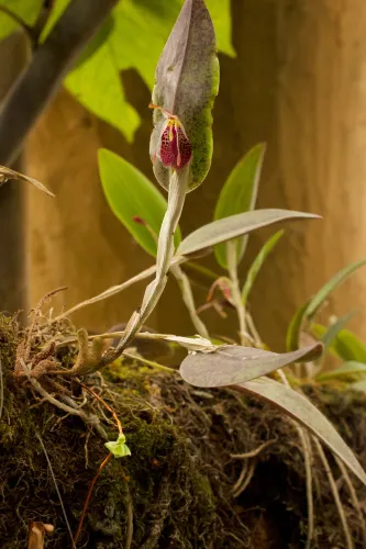Orquideas Moxviquil