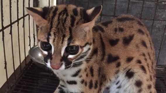 Center for Tropical Studies (CENTROP)