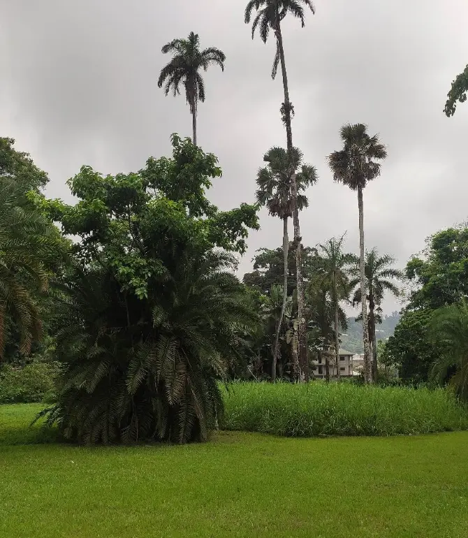 Limbe