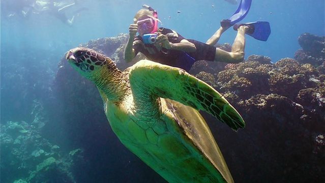 Boss Frog's Dive & Surf