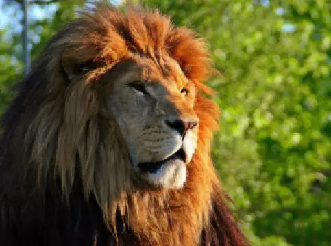 Animal Park at the Conservators Center