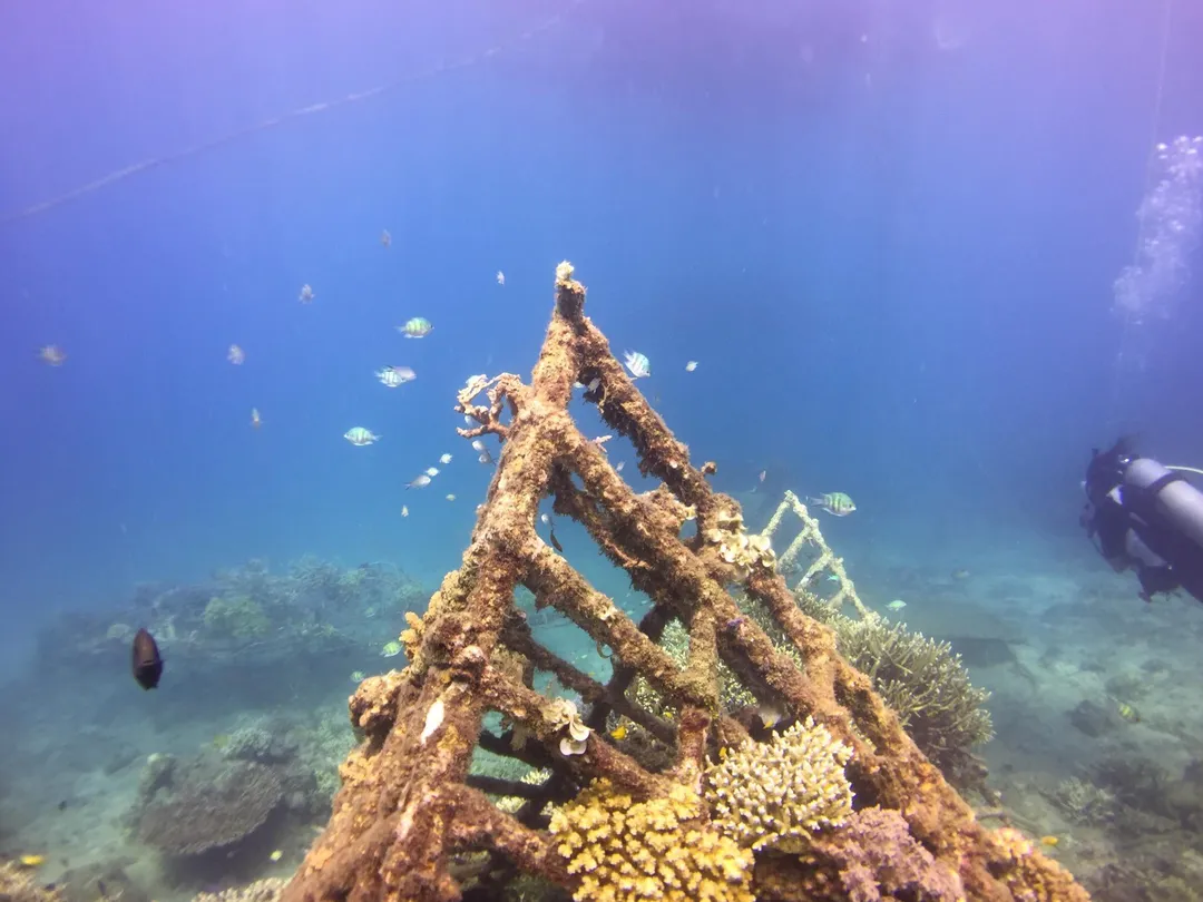 2_Biorock Pemuteran bali