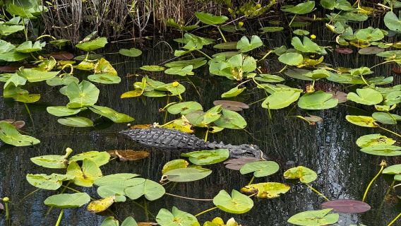 Miami Taman Negara Everglades + Muzium dan Taman Vizcaya + Little Havana lawatan sehari