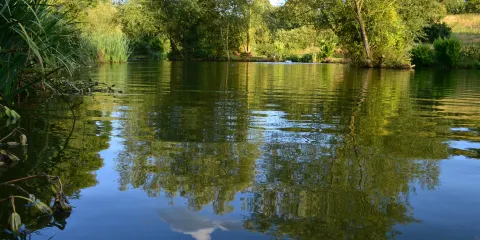 Lloyds Meadow Fishery